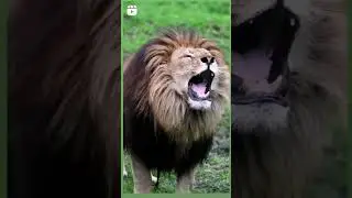 Male Lion Mating Call (Use Headphones) #shorts #lion #nature #short #jungkook #animals #motivation