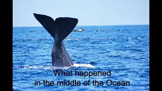 Whale Watching in Mirissa, Sri Lanka.