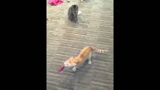 Gingie the cat chasing feather