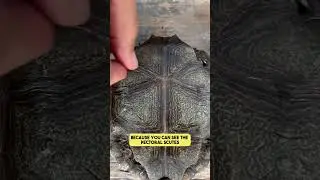 Black vs Brown Mountain Tortoises 🐢🐢