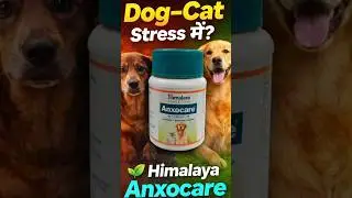 Pet Anxiety Solution |Dog&ndash;Cat के लिए Safe Herbal Tablet| #shorts  #petcare #dogcat  @VetTipsByAshish