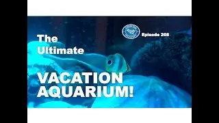 The Ultimate Vacation Aquarium! | Episode 208
