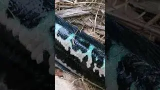 the beautiful colour Giant Snakehead fish