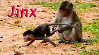 Adorable baby monkey Jinx