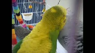 Ruffled feathers