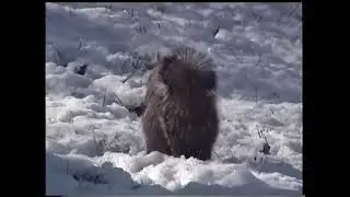 Hi8 tape footage of squirrels skunks and Stu