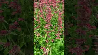These plant nectar-rich flowers attracts hummingbird