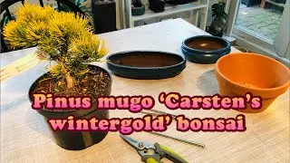 Pinus Mugo Carsten’s wintergold bonsai