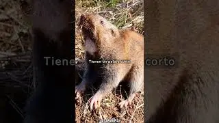Explorando el Mundo Subterr&aacute;neo: El Fascinante Universo de las Tuzas