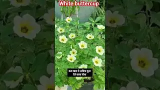 कम खाद मे अधिक फूल देने वाला पौधा। White buttercup #shorts #vinods_garden 😊👍