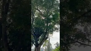 Foraging Wild Vegetables in the Jungle