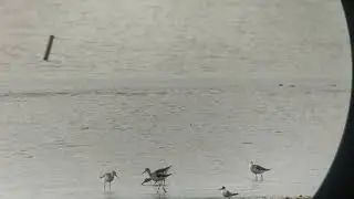 Perilaku Makan Unik Burung Pantai Jenis Trinil Kaki Hijau / Common Greenshank / Tringa nebularia