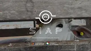 ¿Qué es el Sistema de Identificación Animal del Paraguay (SIAP)?