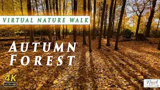 Virtual Nature Walk 4k UHD | Beautiful Autumn Forest Trail with colorful Trees | 4k Nature Walk