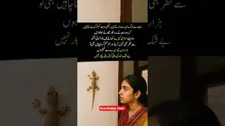 Is Lizard Friendly ?#gecko #domestic #insects #urdu #lizard #shorts