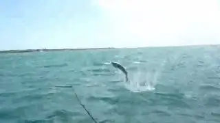 Jumping tarpon! Short/sweet/to the point - literally!