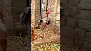aseel murga | java murga | #aseel #aseelmurga #murgi #jawa #murga #animals #birds #viral #shorts