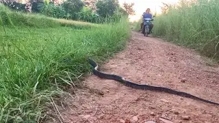 Village Boys Catching Big Snake by Hand | Tin Ti Crowdmore