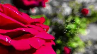 Lo-Fi Hip-Hop & Chill Instrumental by Lively Rhymes  ''Morning Steps''