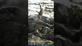 Markhor Falling rock ! Wild goat falling rock #wildanimal #wildlife #wildanimalworlds #shortsfeed