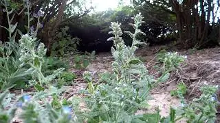 Small bugloss (Anchusa arvensis) - 2015-06-09