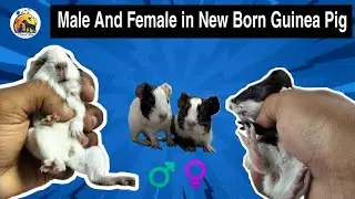 Guinea Pig : Checking Gender In New Born Guinea Pig ||