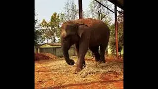 Dalma Wildlife Sanctuary. Jamshedpur, Jharkhand