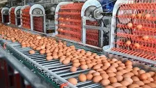 Smashing thousands of chicken eggs is easy with this amazing production line