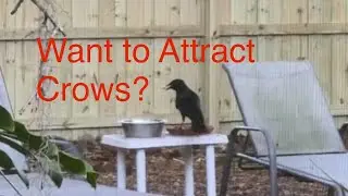 How to Attract Crows