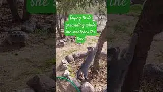 I tried to ground myself while my 🐈 scratched the 🌳 #grounding #relaxing #healing #fun #cat #cats