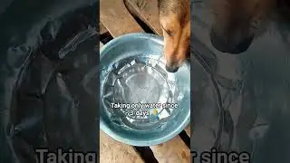 l am calling upon your support #1000ksubscribers #rescuedog #strayanimalrescue #searchanimalrescue