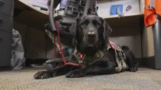 Moose Lodge serving up burgers, brats, & booyah for police K9 vests fundraiser