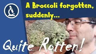 🔬 084 - How to identify FUNGUS on food (such as Broccoli) | Microscopy