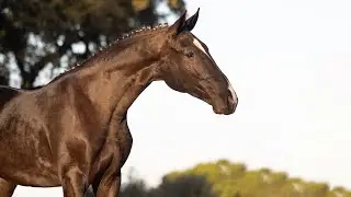 Horse for Sale |  Stunning 2YO piro free LusoWarmblood by Quaterhit (REF#837)