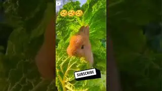 quiet animal ☺️☺️☺️