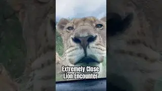 Lion chews on car door handle 🦁Top animal close encounter #wildlife