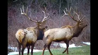 Pennsylvania Elk Expo 2022