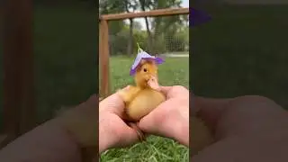 having my duck try on flower hats from my garden 💐#luckiestduckfarm #ducks #duckling