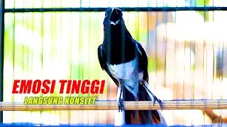 KACER NGAMOK EMOSI TINGGI NEMBAK NEMBAK, BIKIN KACER LAIN LANGSUNG KONSLET