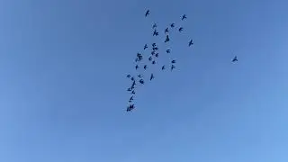 PALOMOS DEPORTIVOS PICHONES 2019