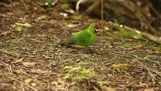Georgia Brett's research on Tasman parakeets