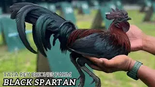 Home of Spartan Black - Tata Rey Briones Beautiful Show Black Birds Philippines