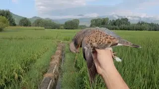 2025 Russian doves hunting in Swat Pakistan.Part 1