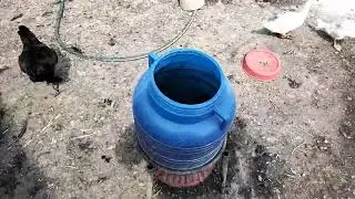 Păsările vesele din curte găini g&acirc;ște rațe 🤩