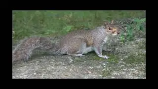 Eastern gray squirrel  ,Sciurus carolinensis at new york, usa