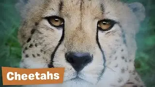 Cheetahs Need Guarding Dogs