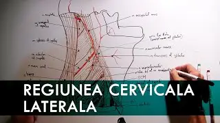 Lateral region of the neck (Lateral cervical)