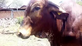 En el rancho