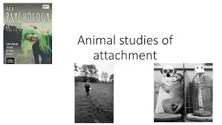 AQA A Level Psychology - Attachment - Animal studies of attachment