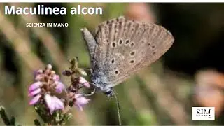 Maculinea alcon